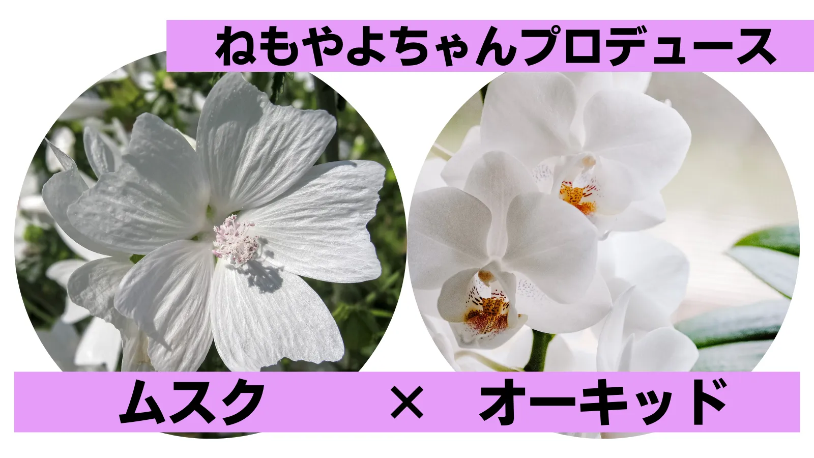 6位【マーメイドパール】ねもやよちゃんプロデュース「お花の香水みたいな香り」
